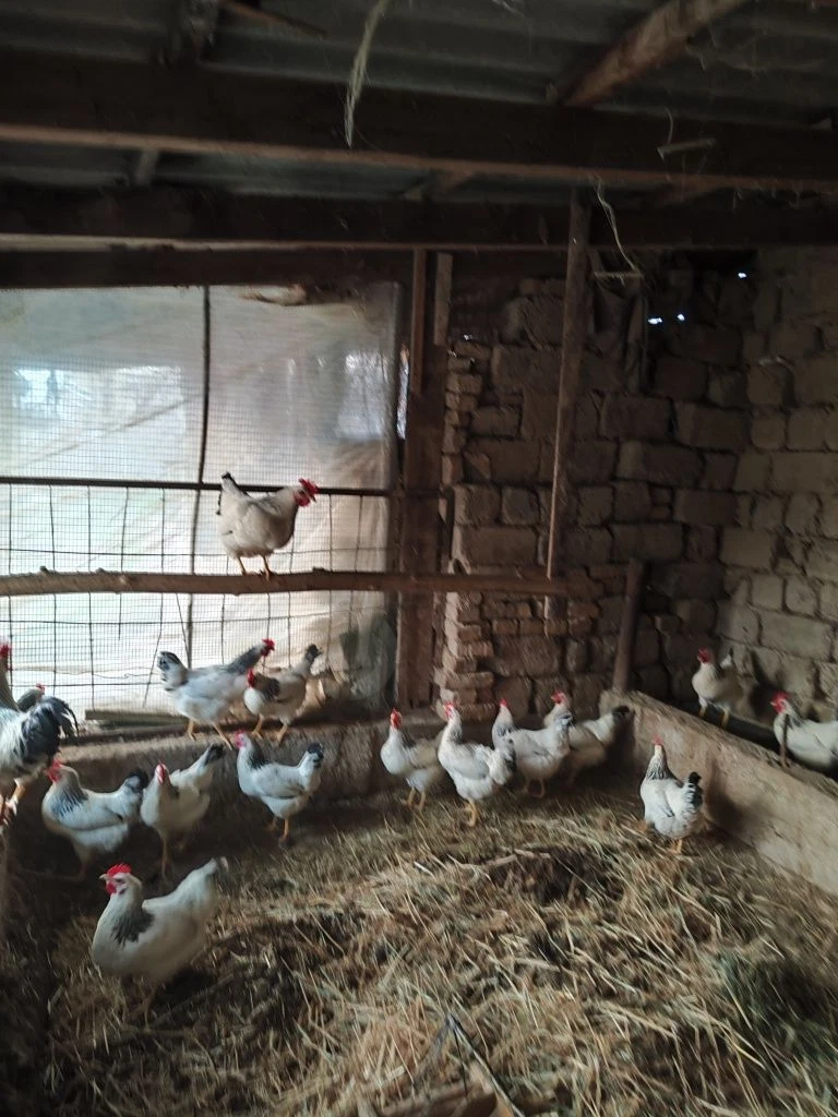 Image 6