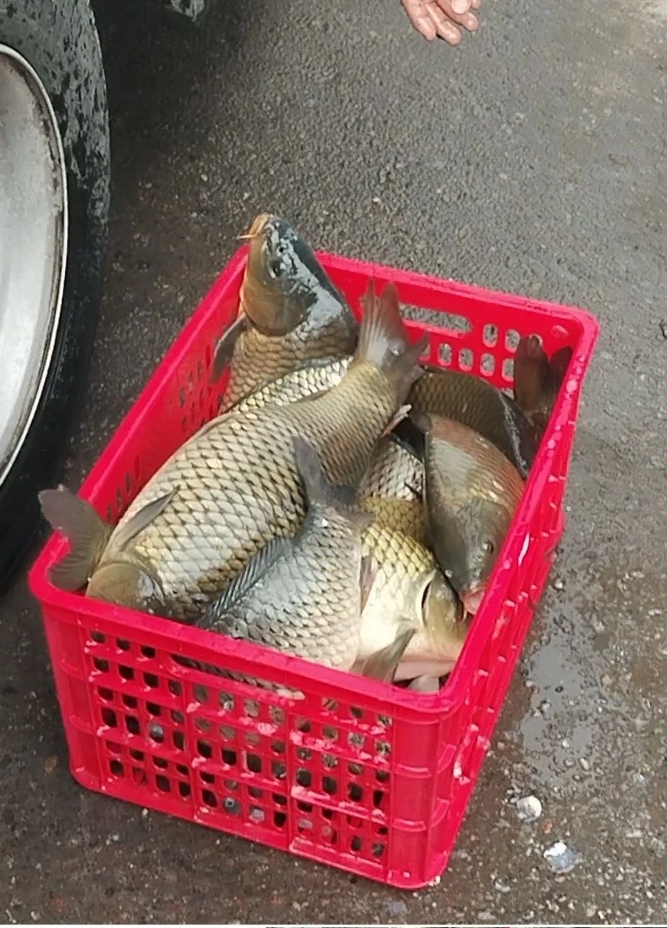 Image 2