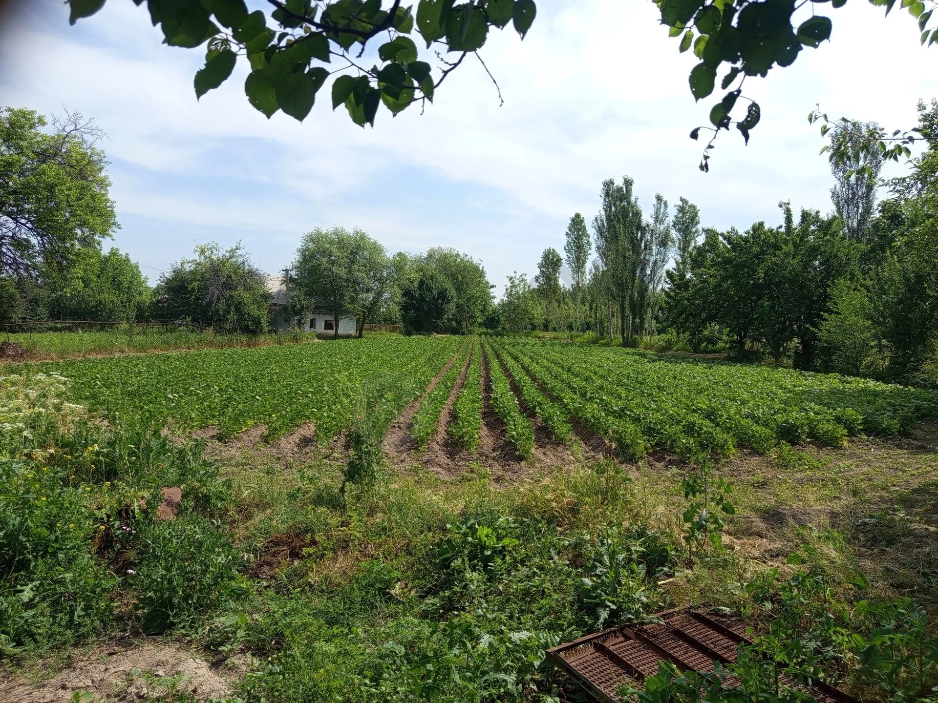 Image 11