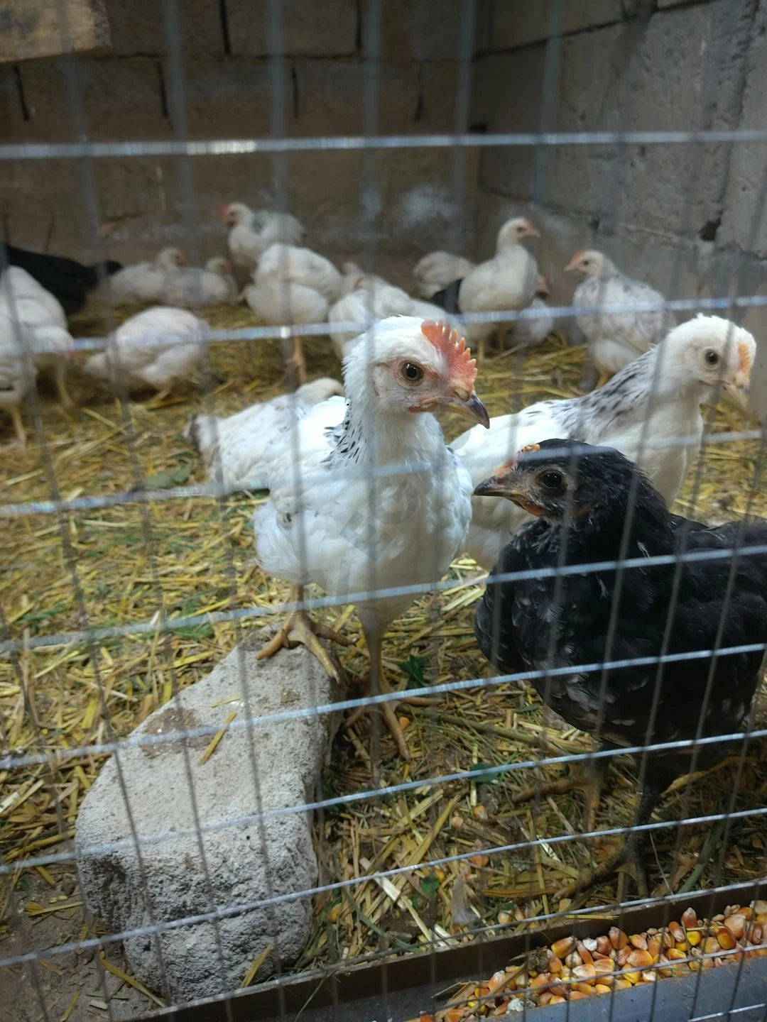 Image 6