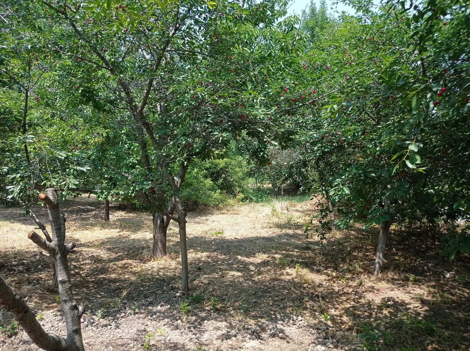 Image 9