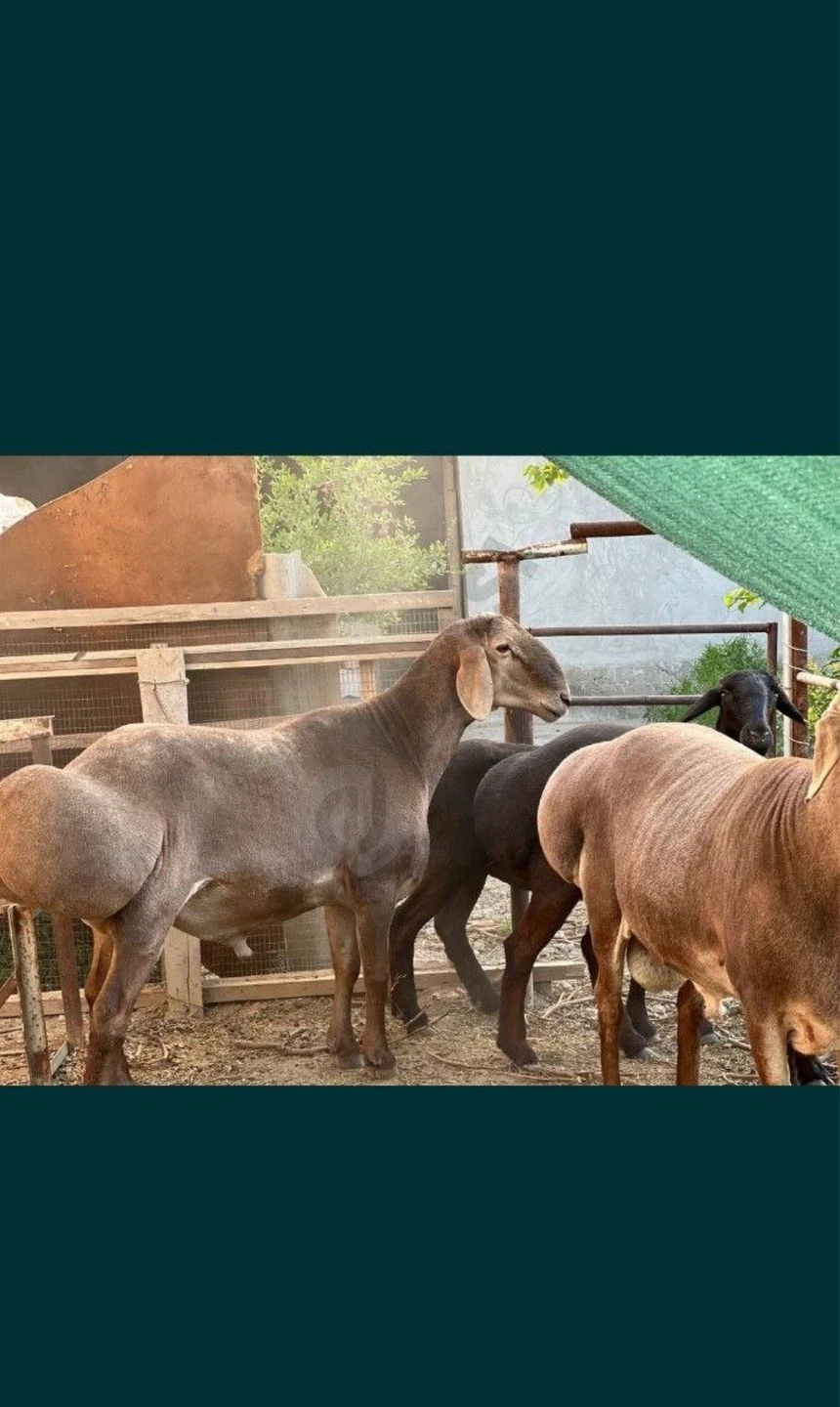 Advertisement - Cover Photo