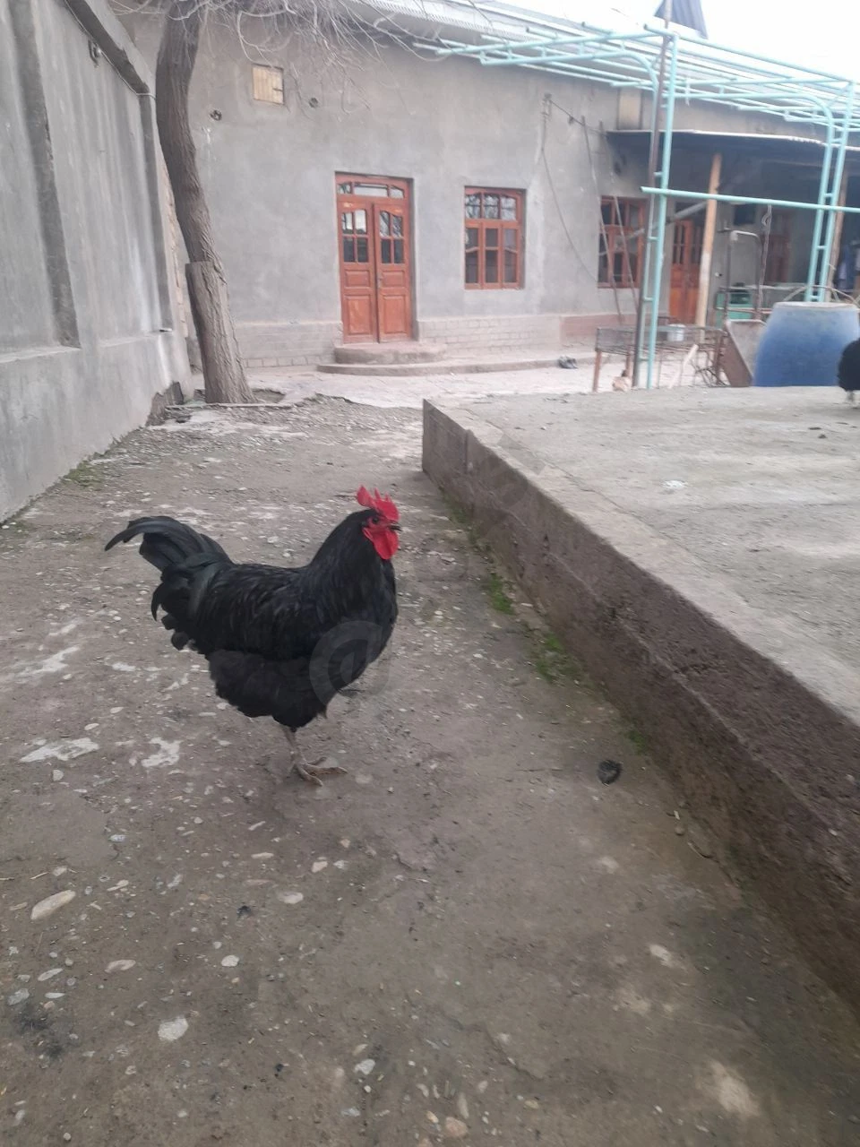 Image 4