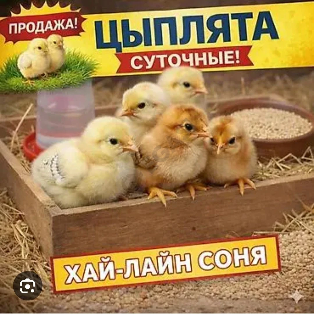 Advertisement - Cover Photo