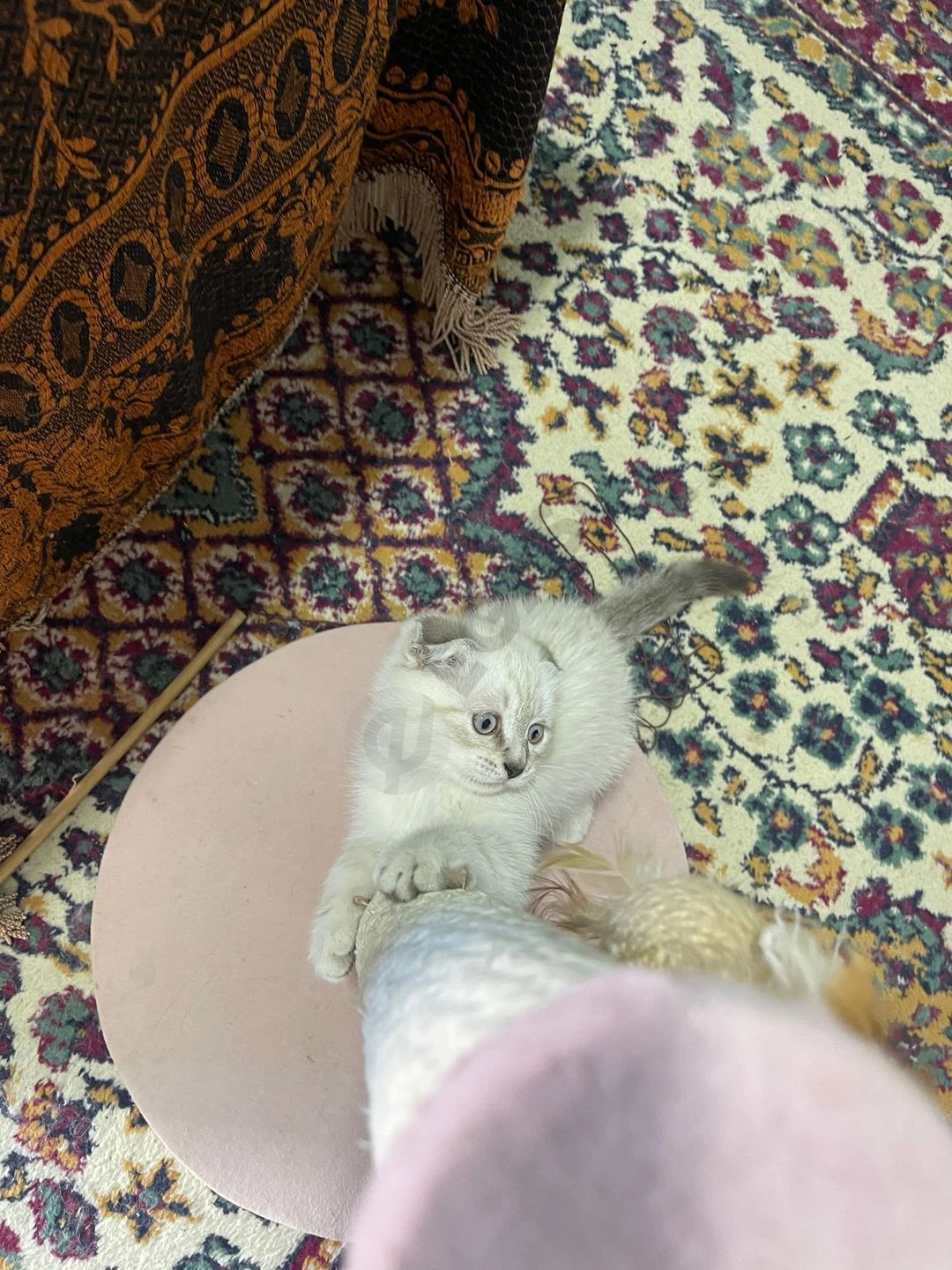 Image 6
