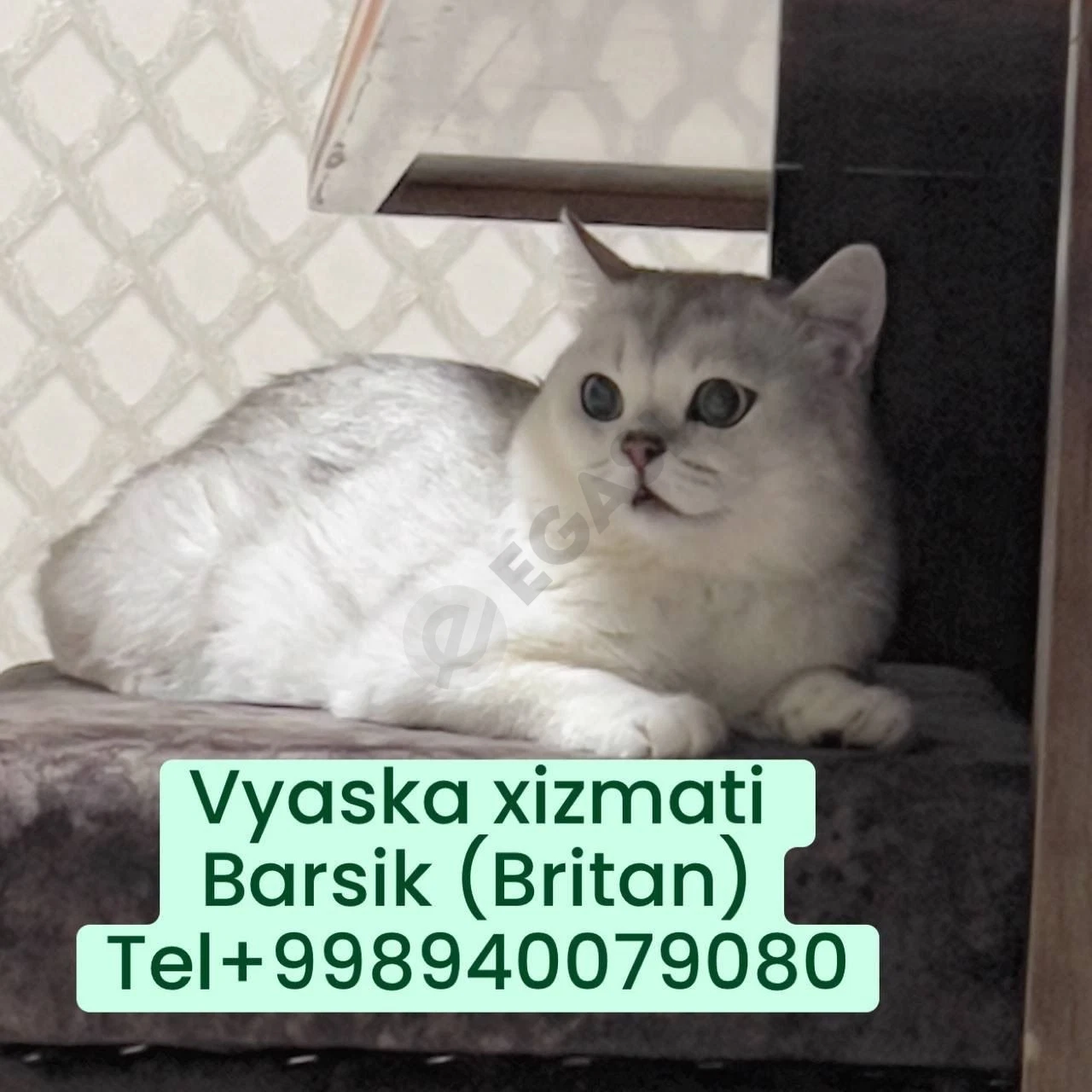 Advertisement - Cover Photo