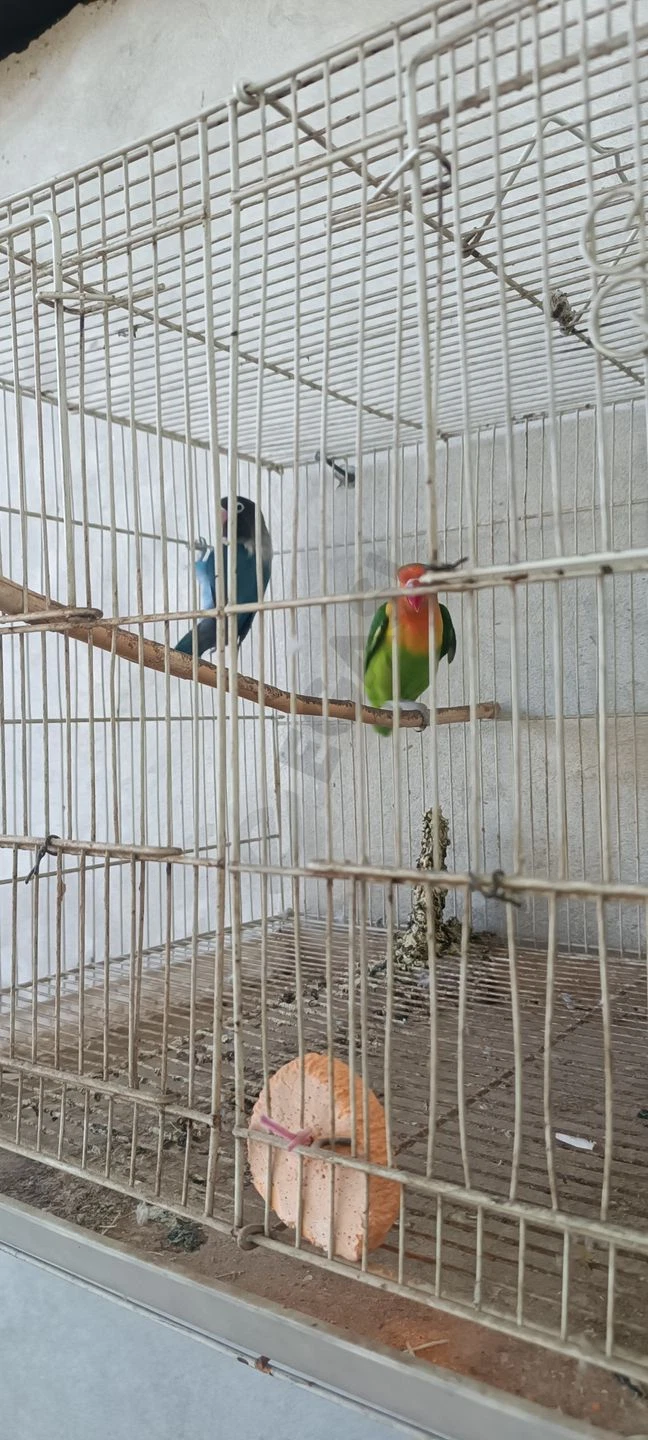 Image 5