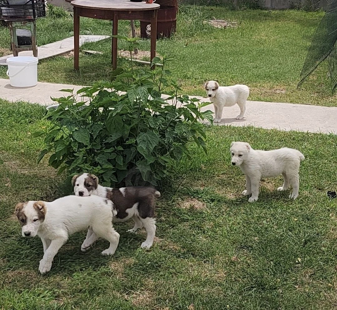 Image 5