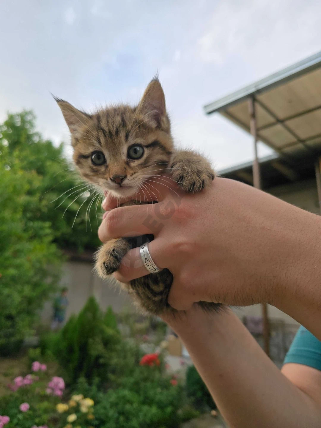Котята ищут семьи! - Cover Photo