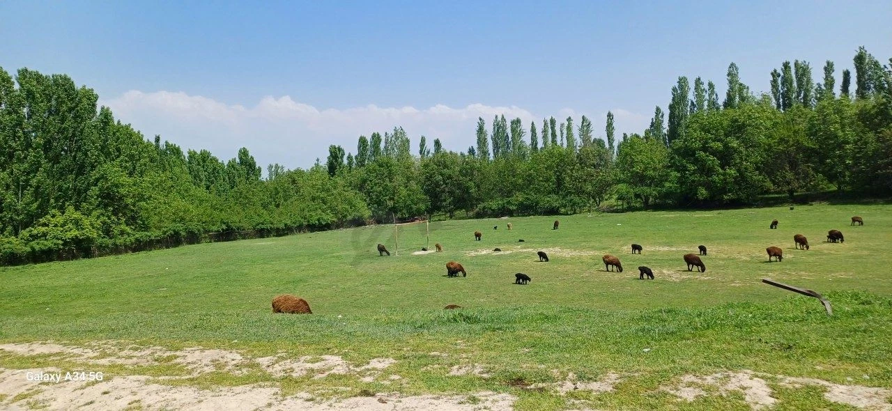 Image 10