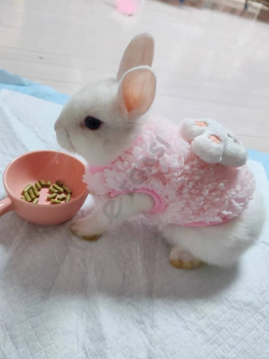 декоративный кролик - Cover Photo