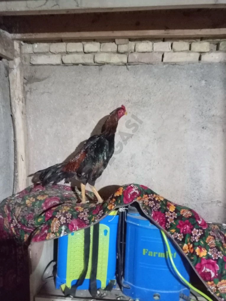 17-iyul joja Grakash xoroz sotiladi vesi 4.2 kg kaltaklari toza nakavu - Cover Photo