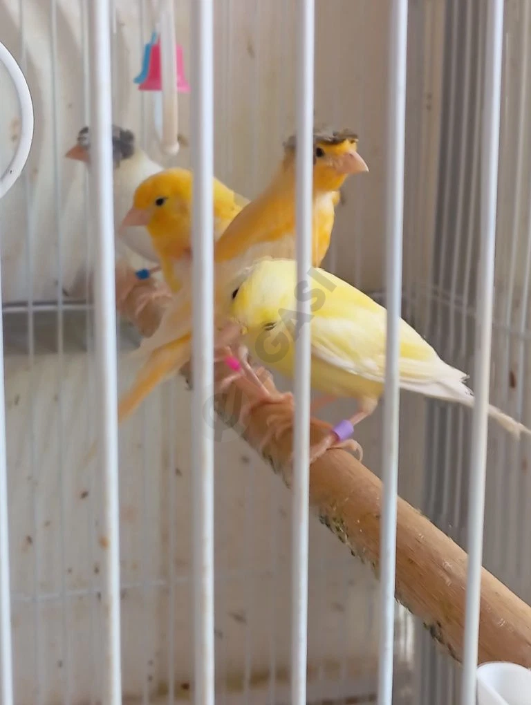 Image 7