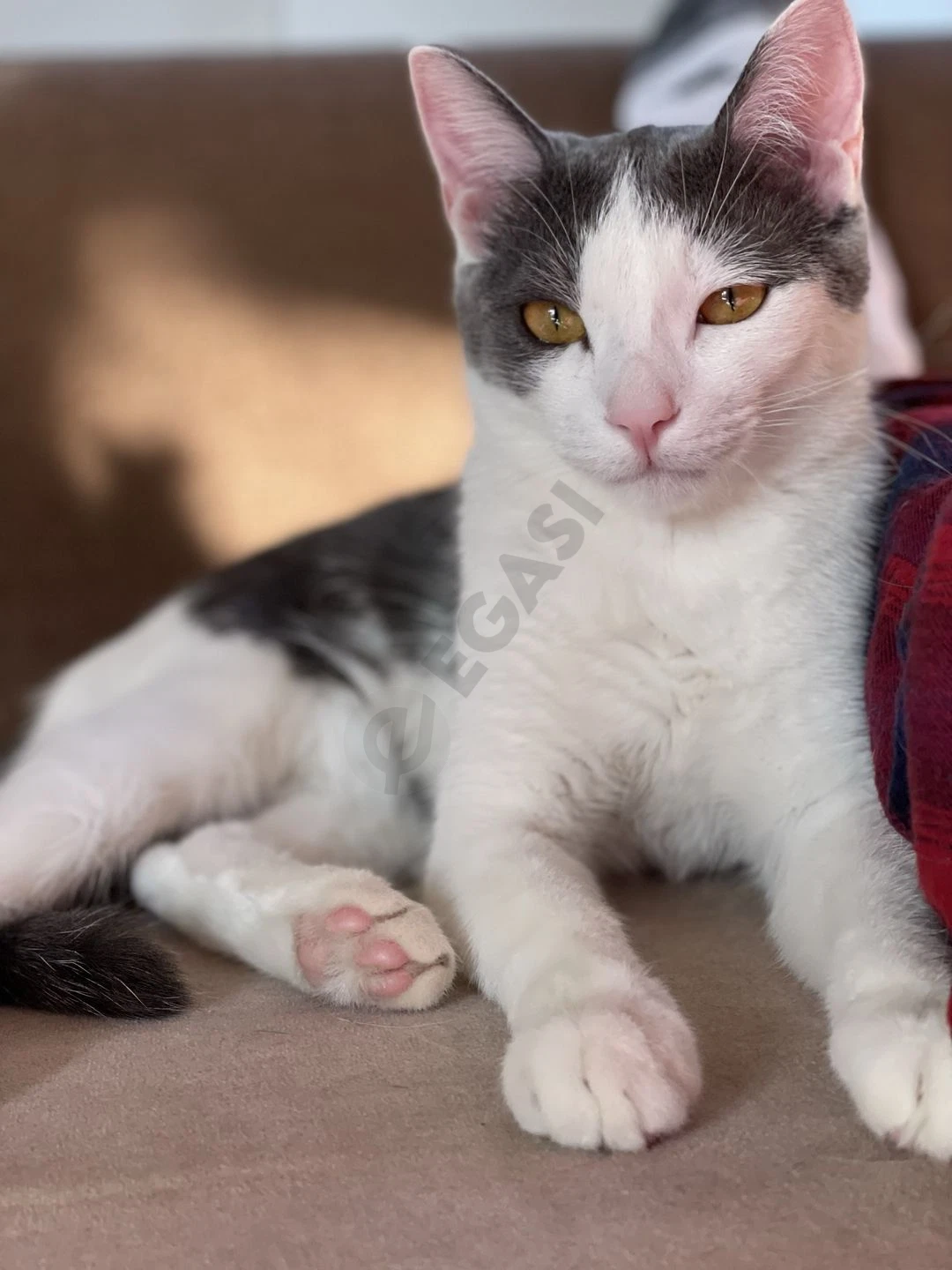 Дом для кота Гэндальфа - Cover Photo