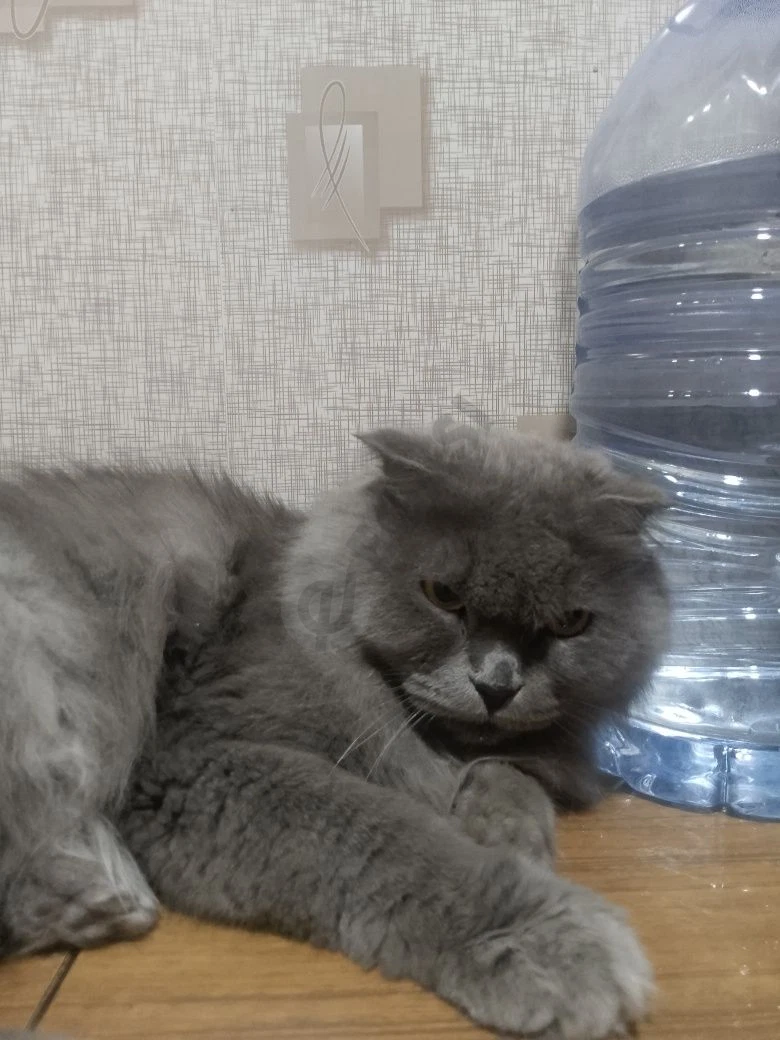 Британский скотиш - Cover Photo