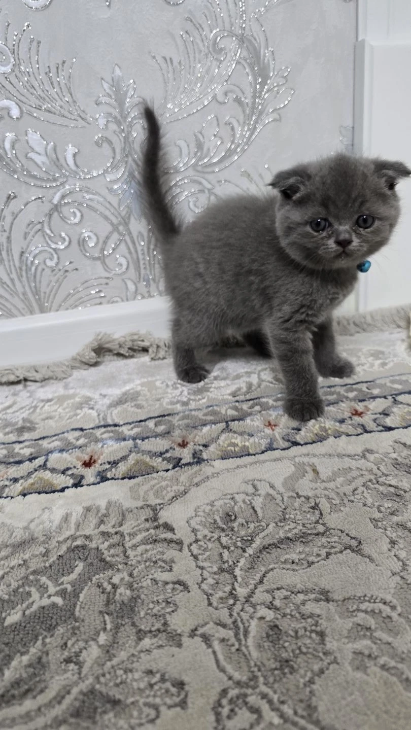 Продаются котята Скоттиш (страйт/фолд) - Cover Photo
