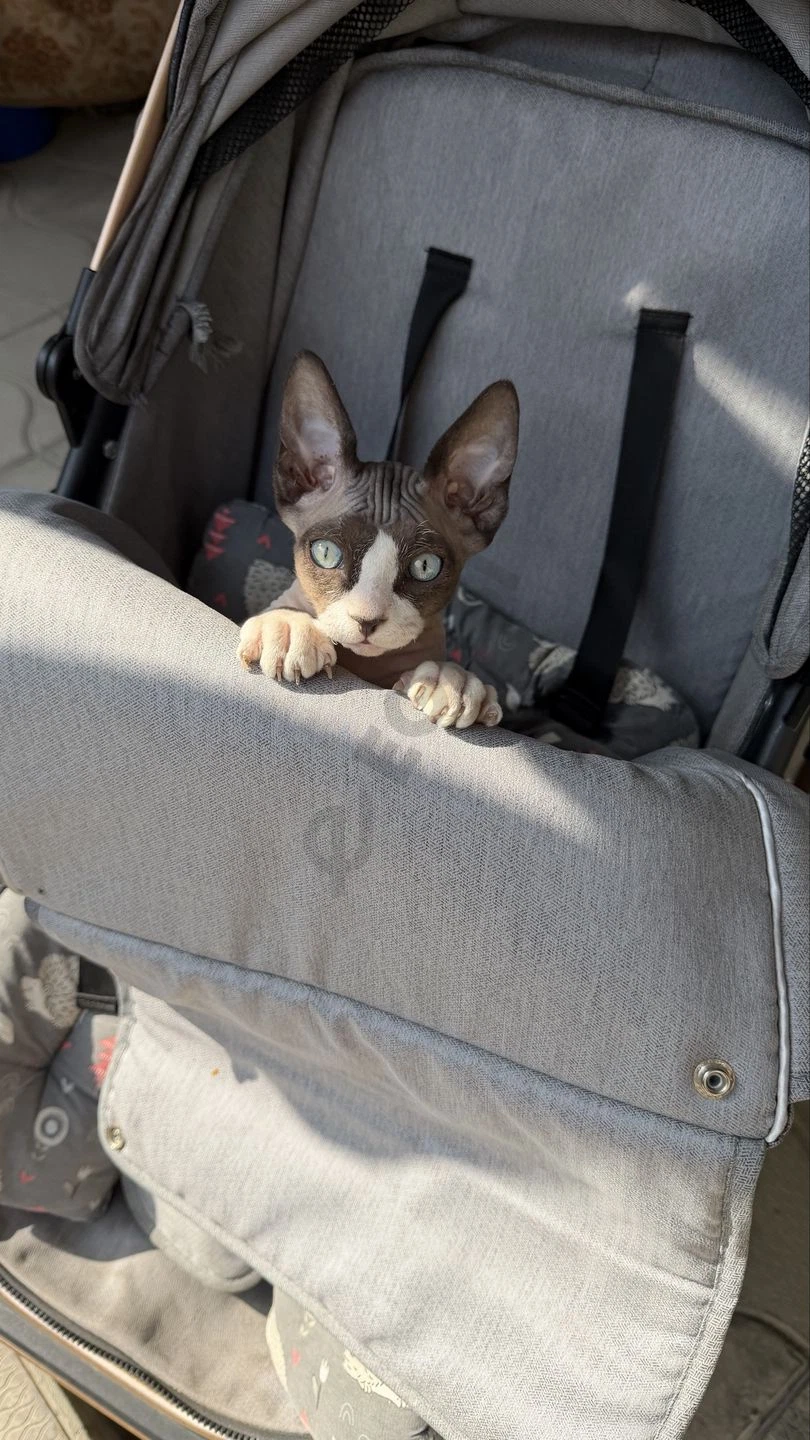 Продам кота Сфинкс - Cover Photo