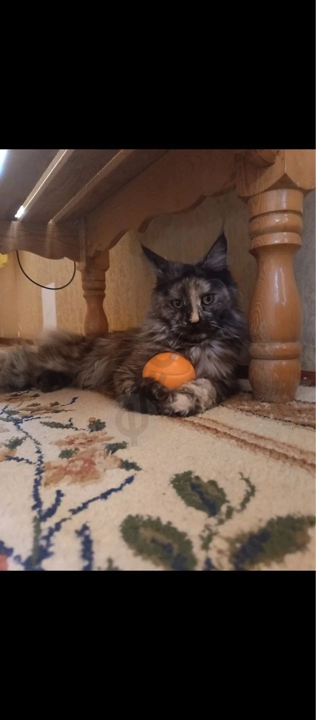 Mushuk va bolalari sotiladi maine coon - Cover Photo