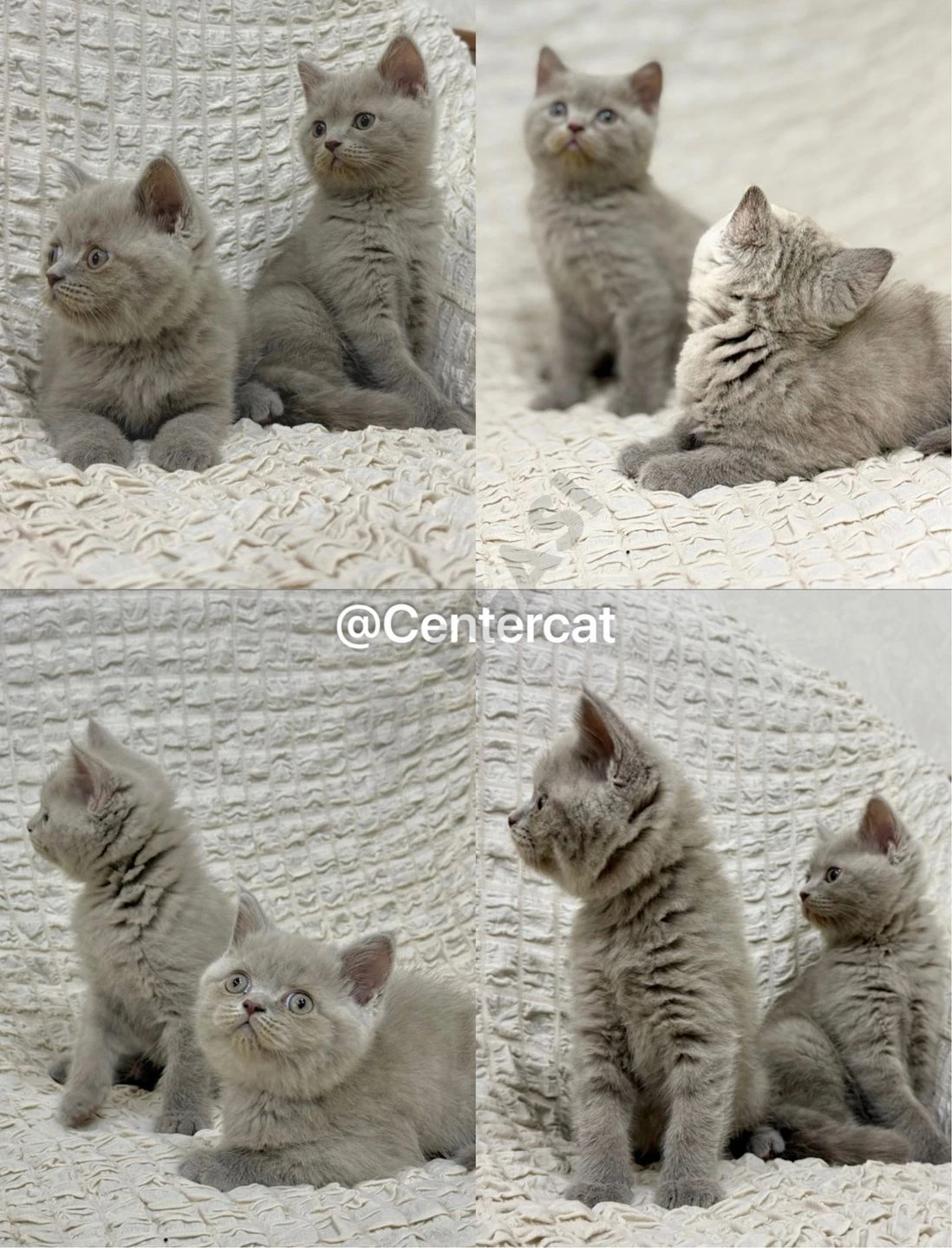 Продаются британские короткошерстные котята. - Cover Photo