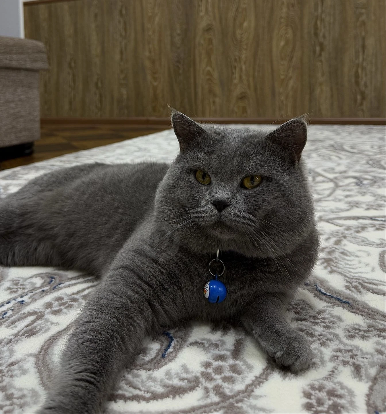 British Shorthair Blue. - Для вязки. КОТ НЕ ПРОДАЕТСЯ! - Cover Photo