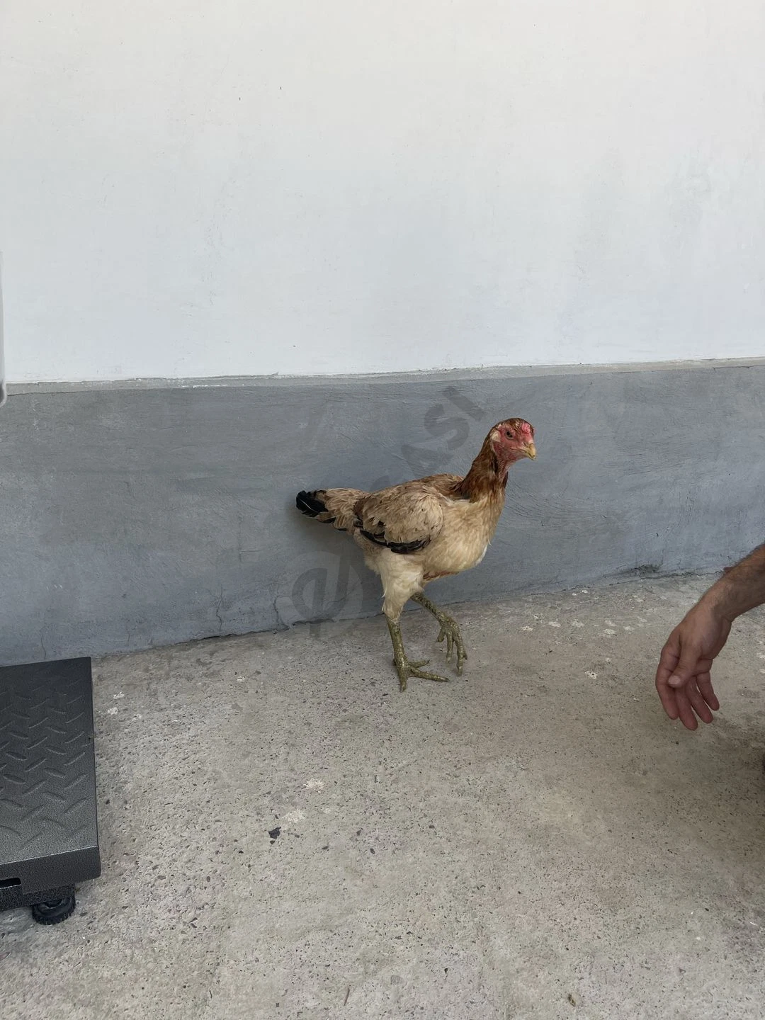 Image 6