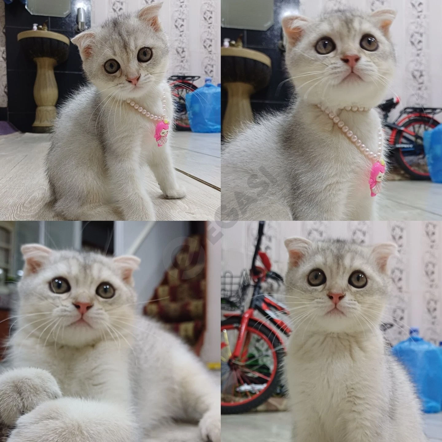 скоттиш фолд серебристый шиншилла - Cover Photo