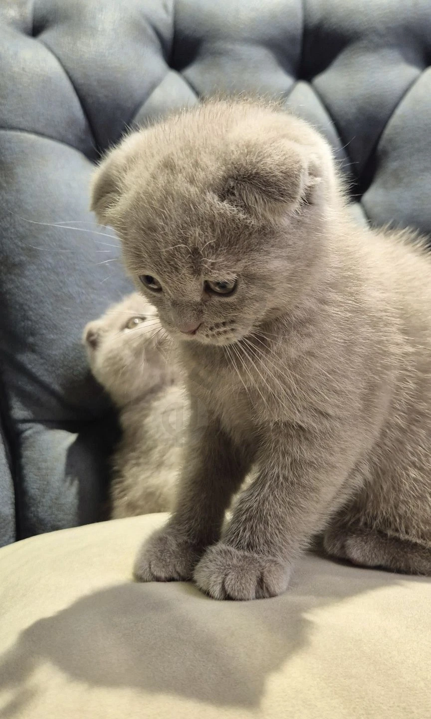 Продаются котята (Super Scottish Fold) - Cover Photo