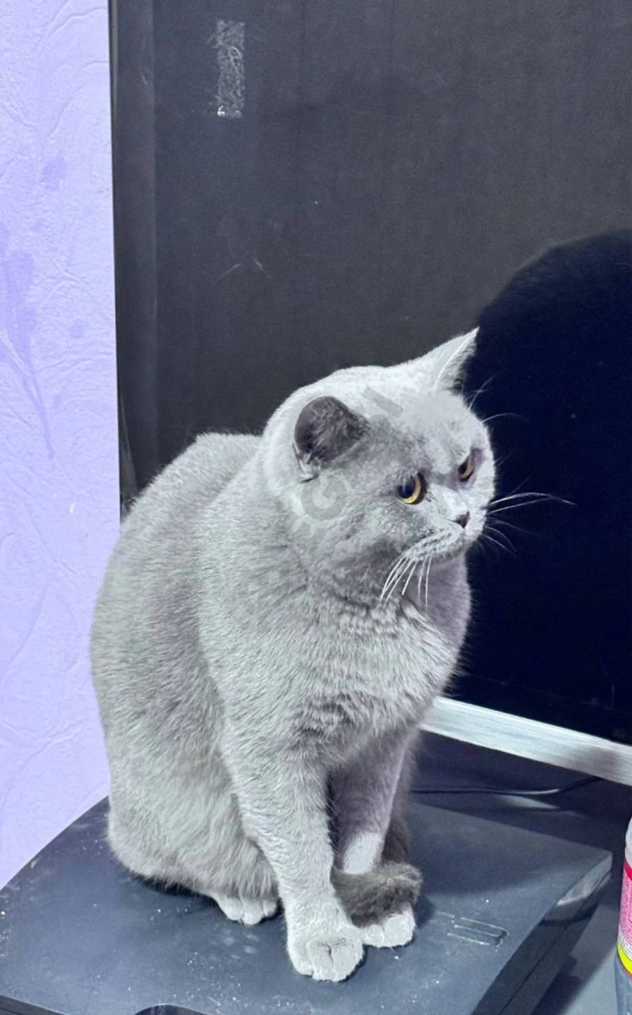 Продойотся девочка скотиш страйт - Cover Photo