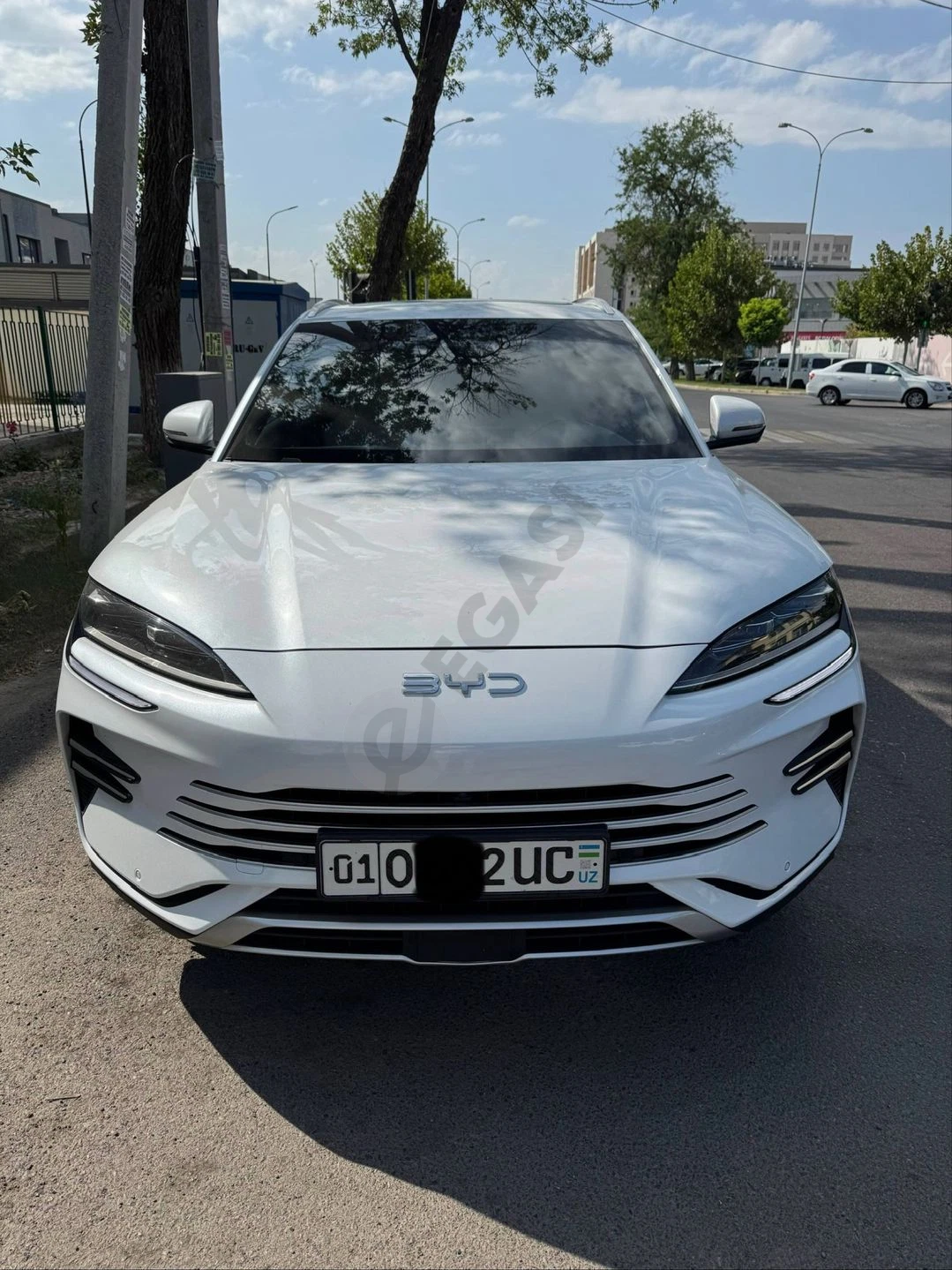 Byd chempion gibrid, 150 talik sotiladi - Cover Photo