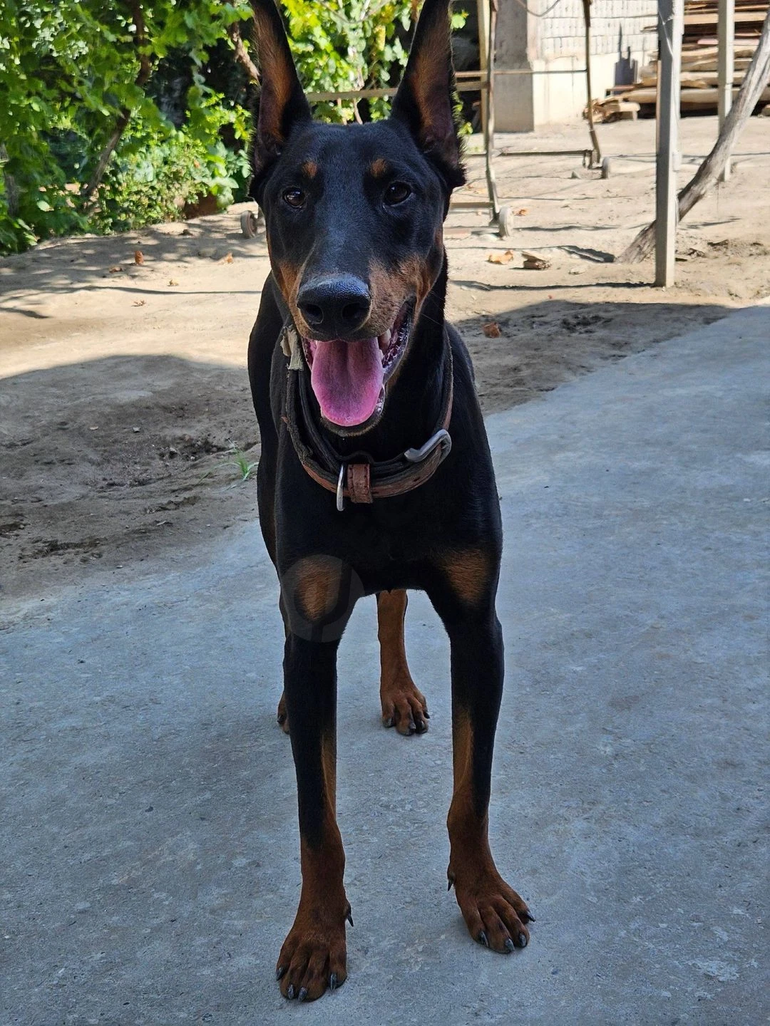 Doberman kuchuk 9 oylik - Cover Photo