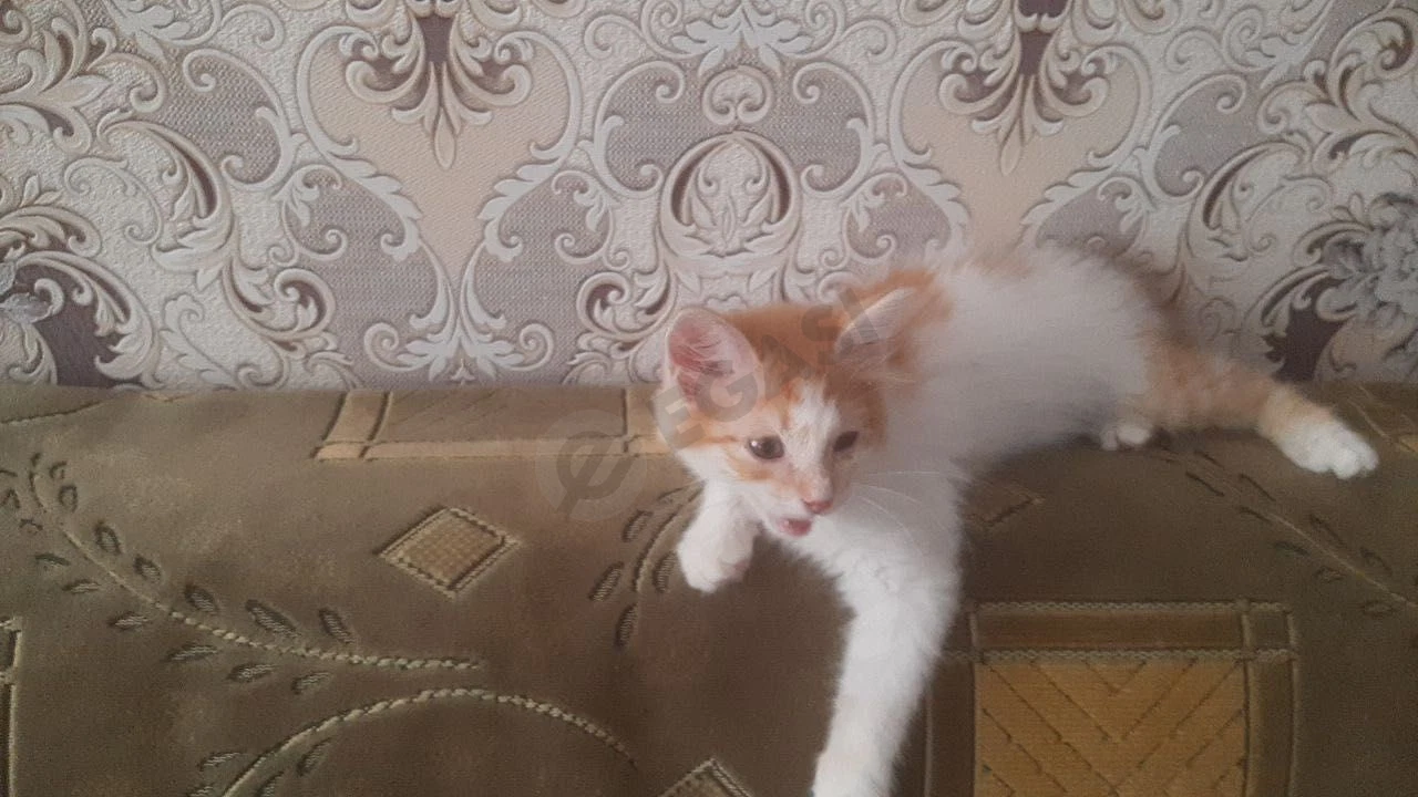 Котята маленькие домашние - Cover Photo