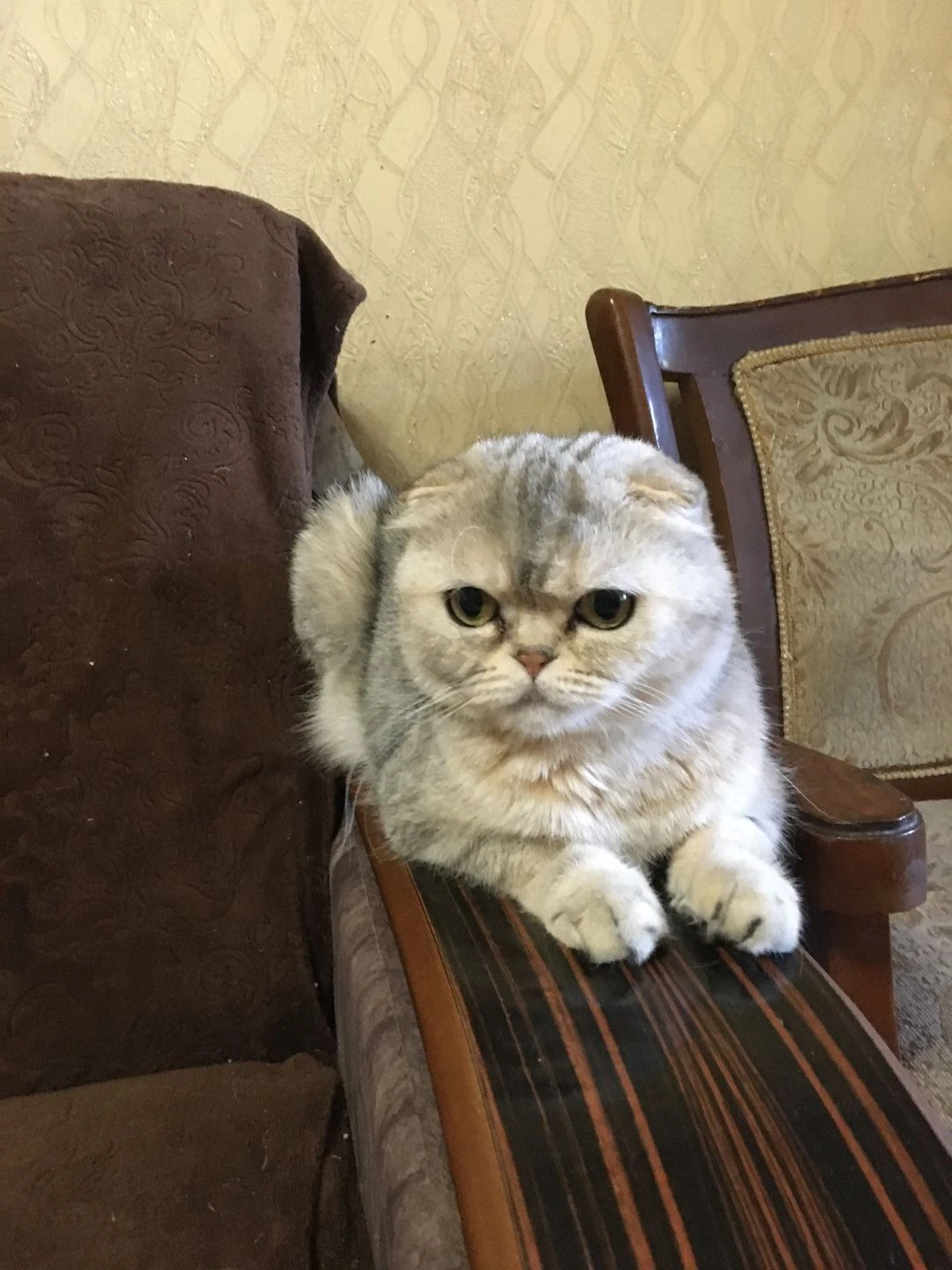 красавица шиншилла - Cover Photo