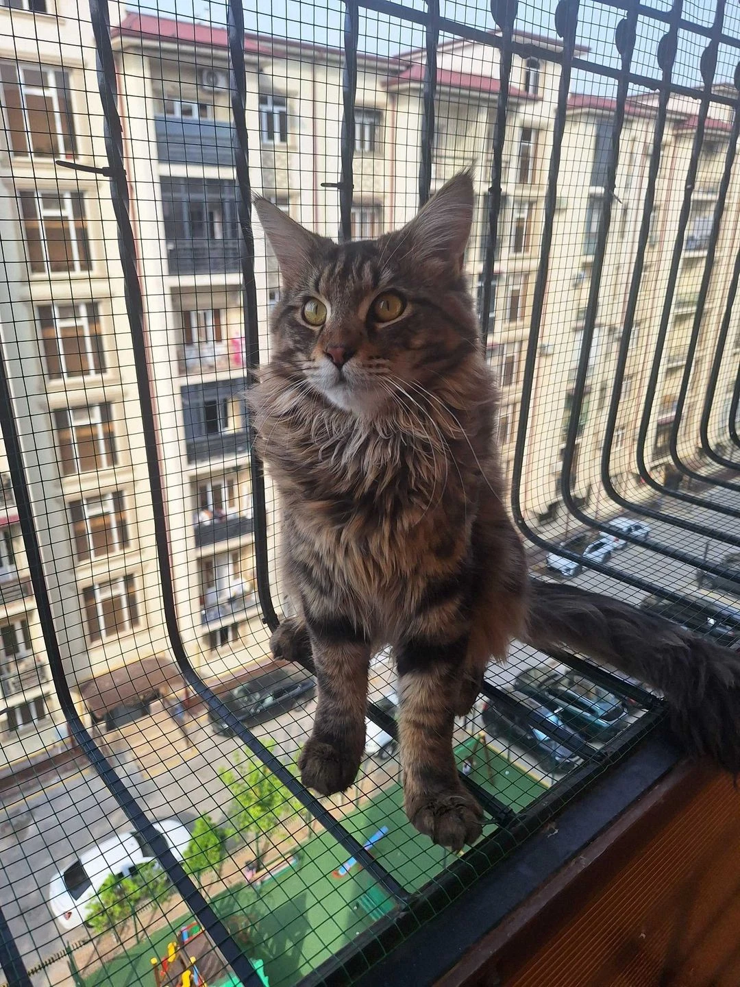 Vyazka Maine Coon - Cover Photo