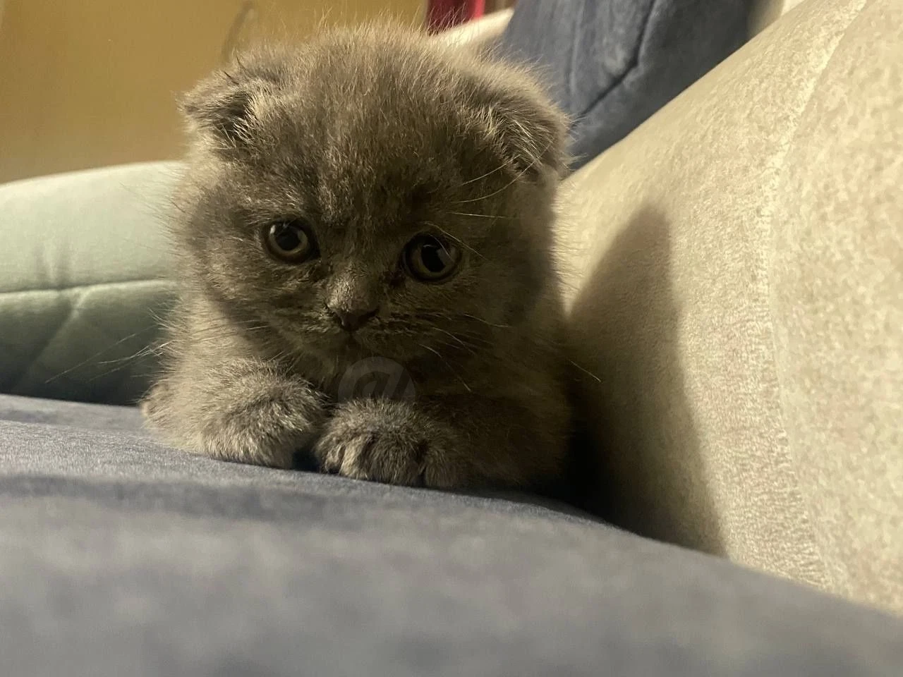вислоухий котенок scottish fold. По телефону договоримся - Cover Photo