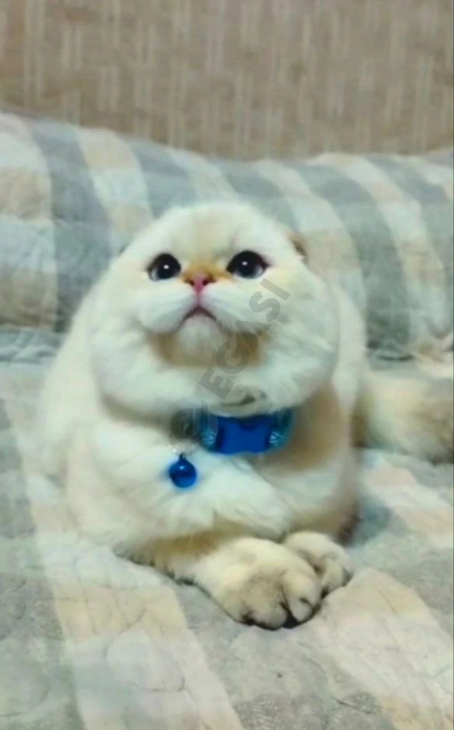 Вязка шотландского кота золотая шиншилла - Cover Photo