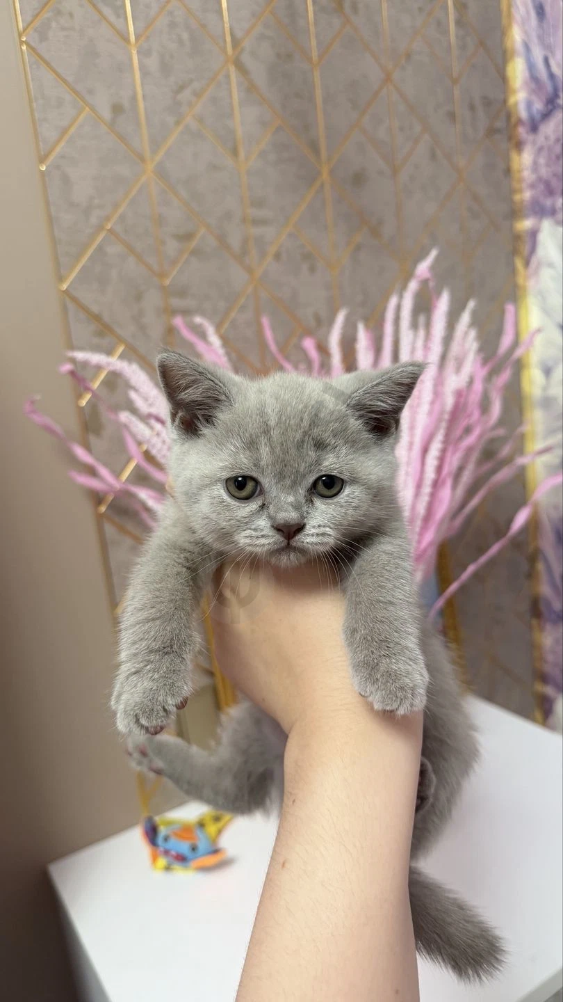 Срочно продаются Котята лилового окраса! - Cover Photo