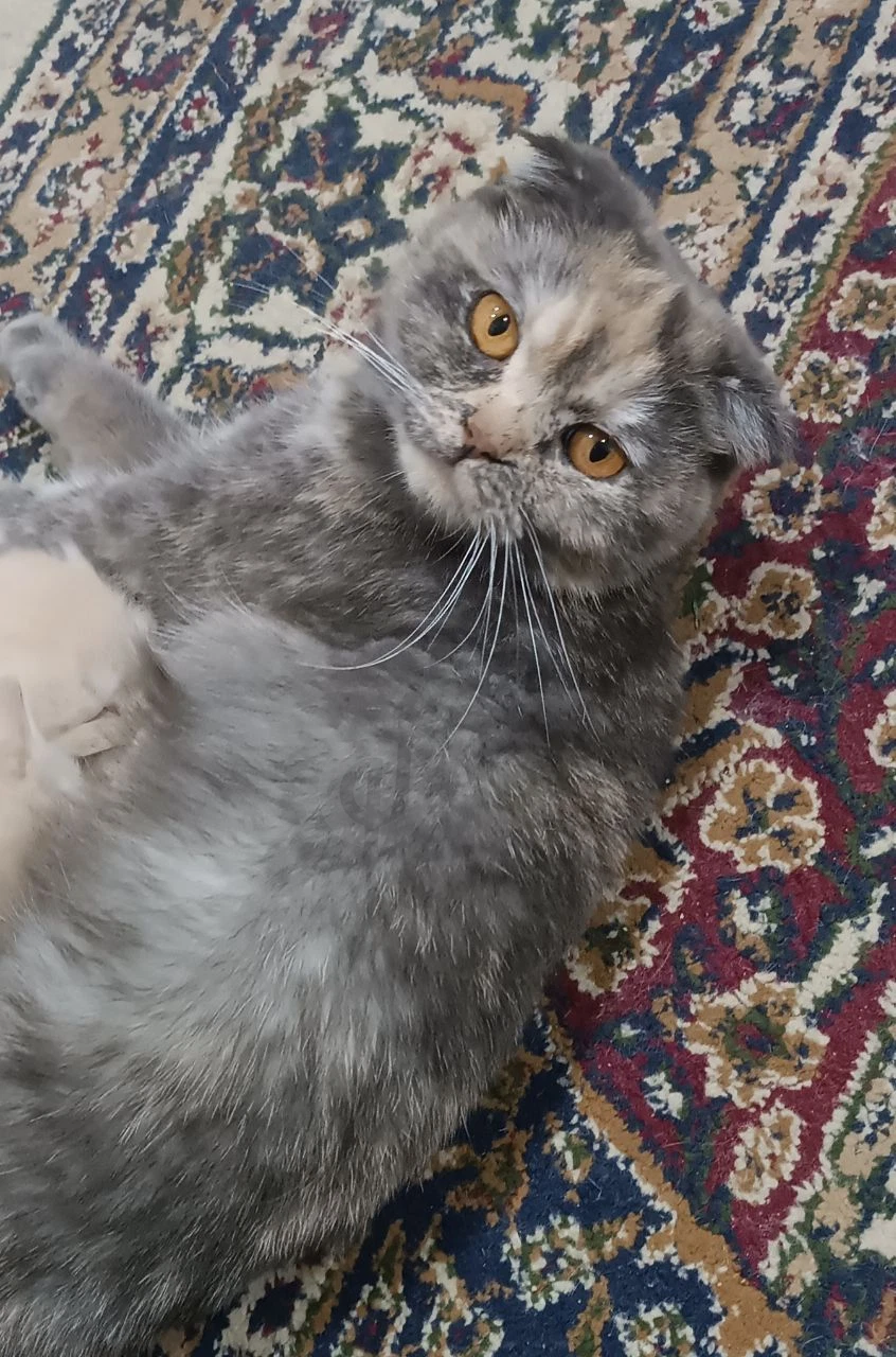 Кошка скотч-фолд - Cover Photo