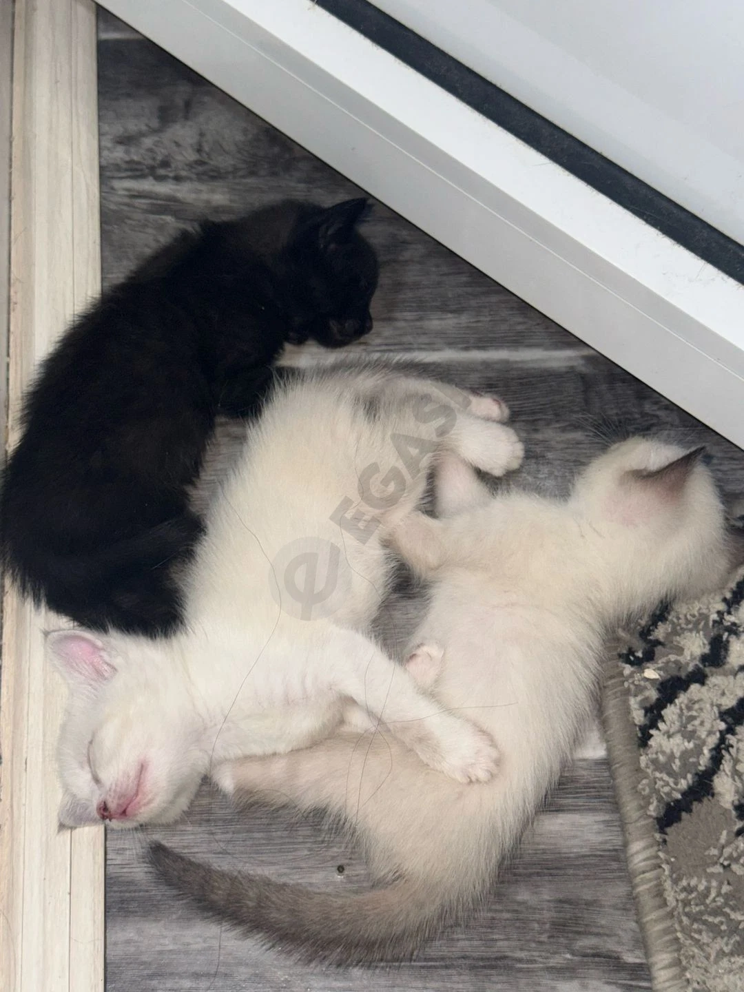 Отдаю котят в добрые и надежные руки - Cover Photo