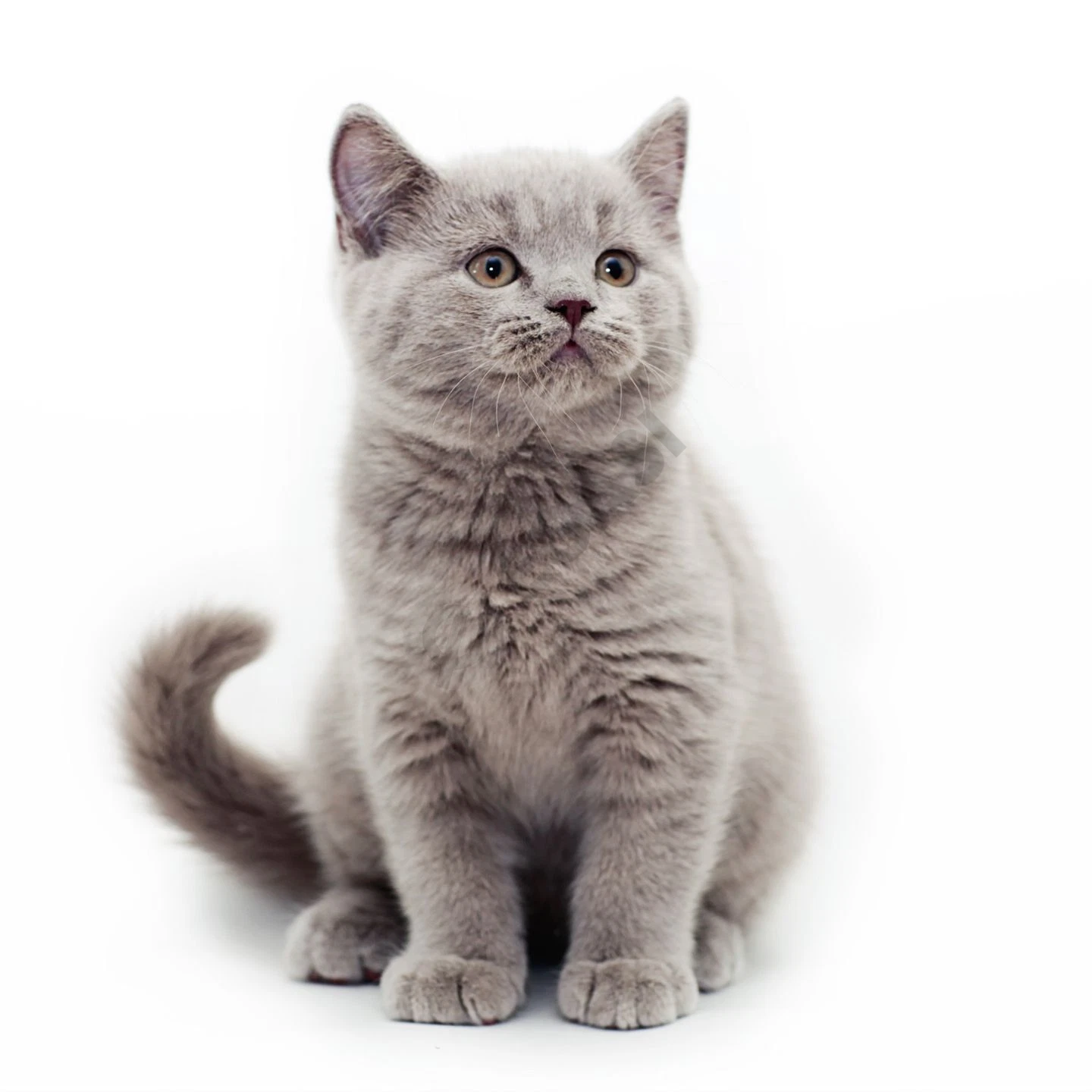 Продается British shorthair - Cover Photo