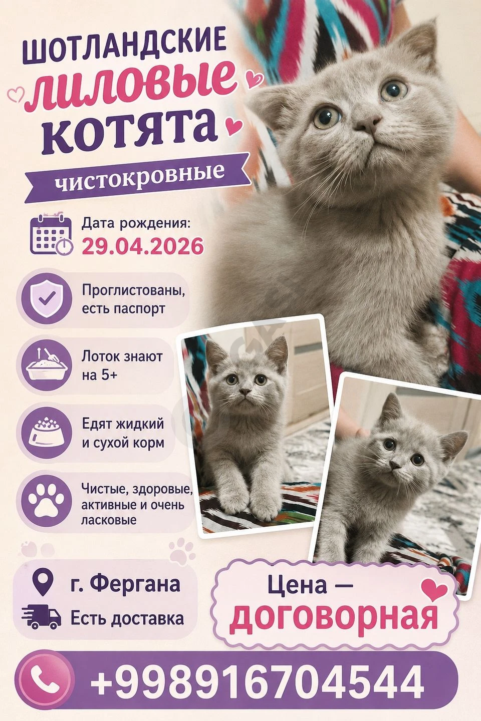 Шотландские лиловые котята - Cover Photo