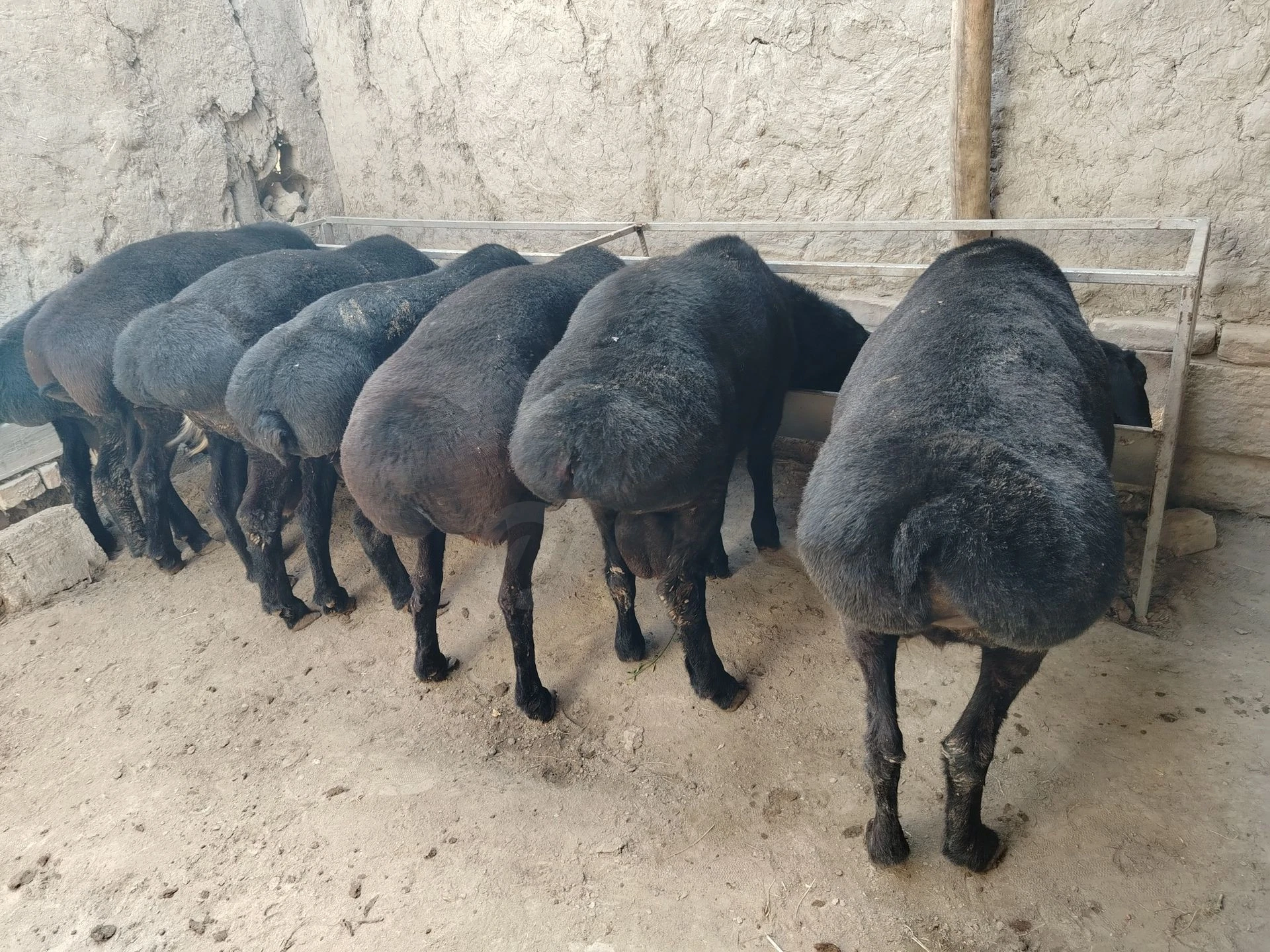 Bahorgi qo'chqor barralar - Cover Photo