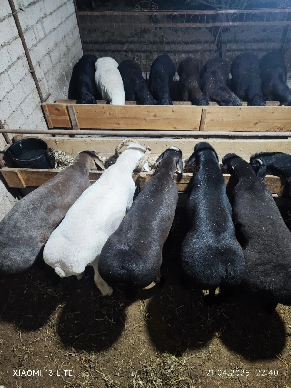 Qochqor qoy койi кочкор - Cover Photo