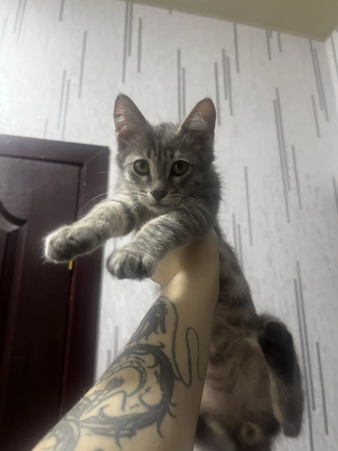 Котёнок в добрые руки - Cover Photo