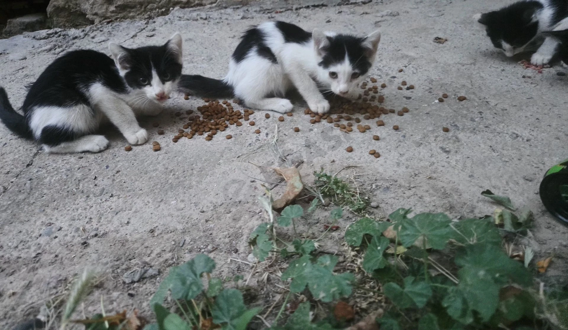 Котята,черно белые 4шт - Cover Photo