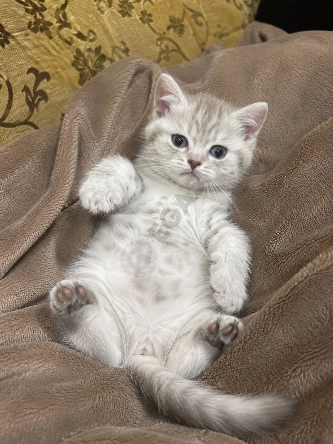Продается породистый очаровательный котенок Scottish mushuk котята - Cover Photo