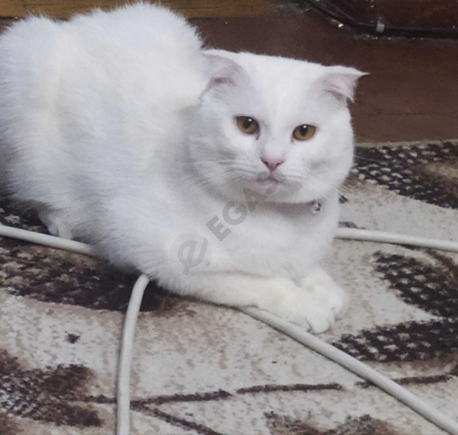 Вязка, британский кот, Барс - Cover Photo