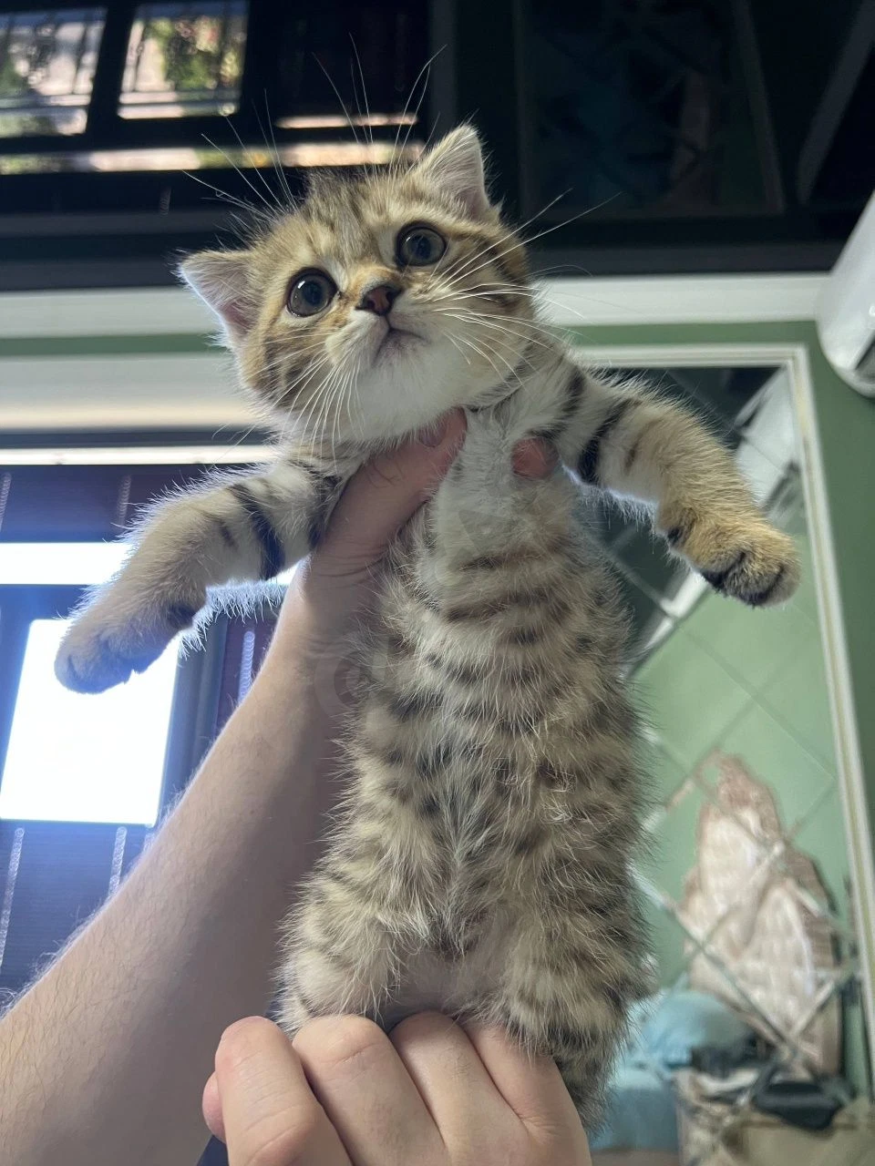 Продаются котята Scottish Fold и Straight - Cover Photo