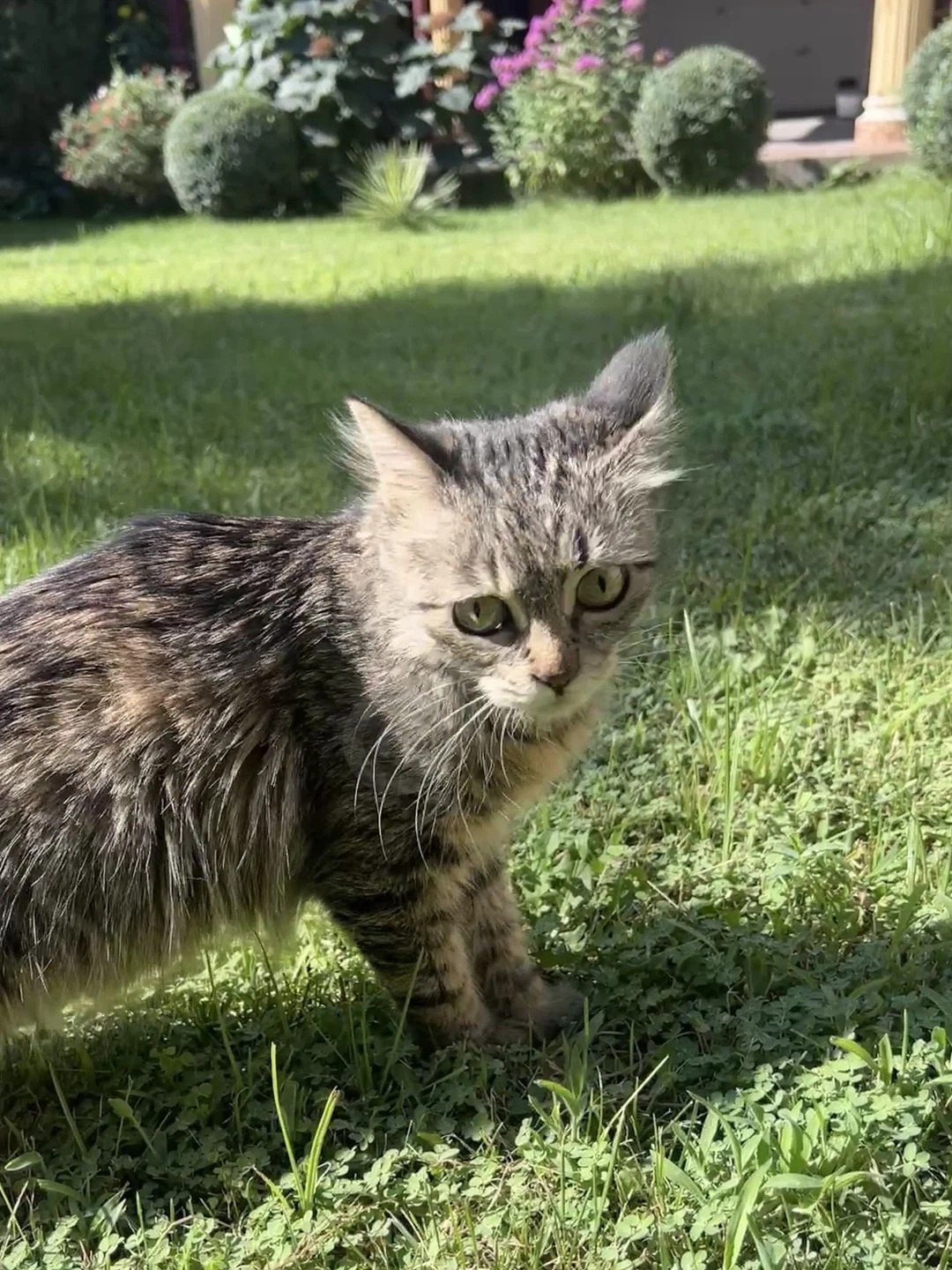 Котенок девочка - Симка! - Cover Photo