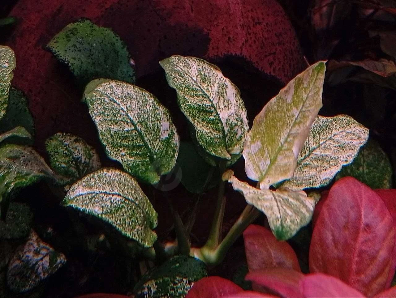 Аквариумное растение Анубиас Пинто (Anubias barteri var. nana Pinto) - Cover Photo