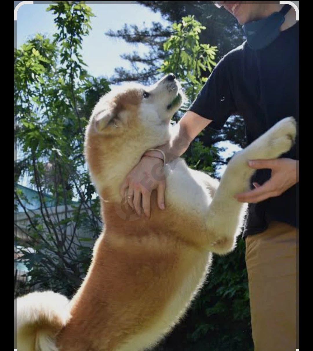 Hatiko Akita inu sotiladi - Cover Photo